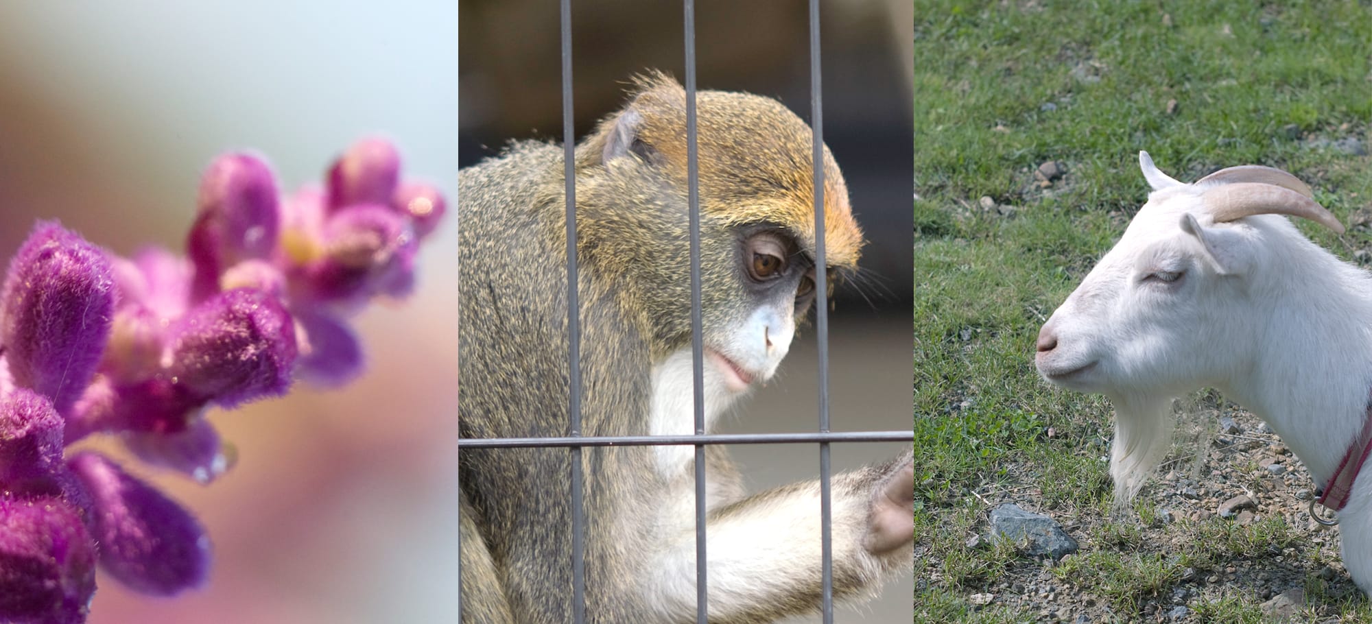 動物